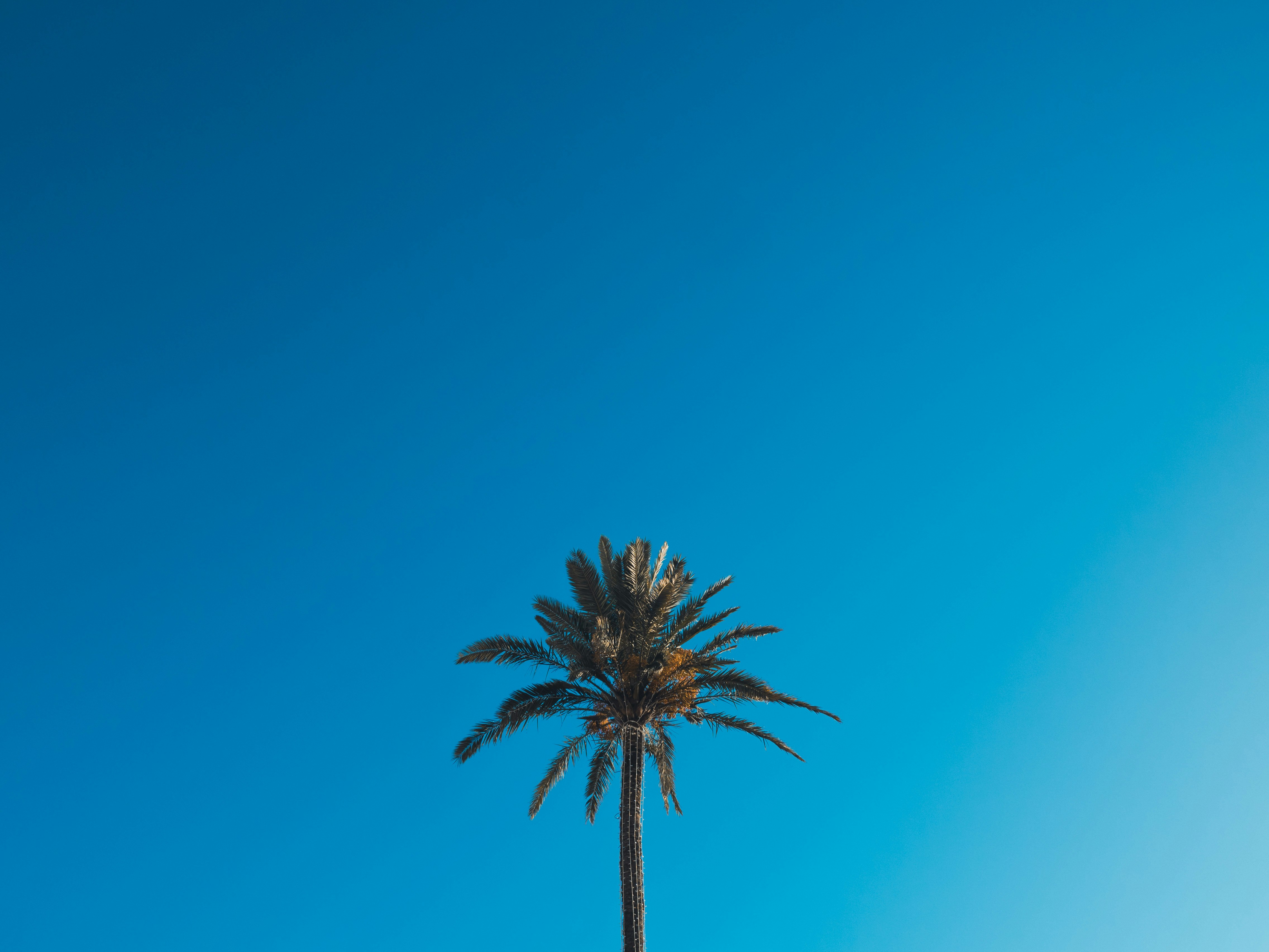 green palm tree under blue sky during daytime